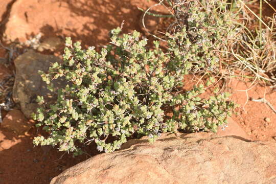 Image of Ruschia cradockensis subsp. triticiformis (L. Bol.) H. E. K. Hartm. & D. Stüber