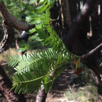 Plancia ëd Bursera galeottiana Engl.