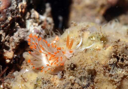 Image of Berghia verrucicornis (A. Costa 1867)