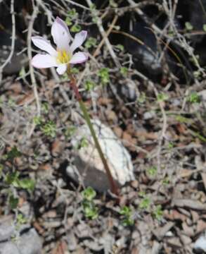 Imagem de Habranthus chichimeca (T. M. Howard & S. Ogden) Flagg, G. Lom. Sm. & Meerow