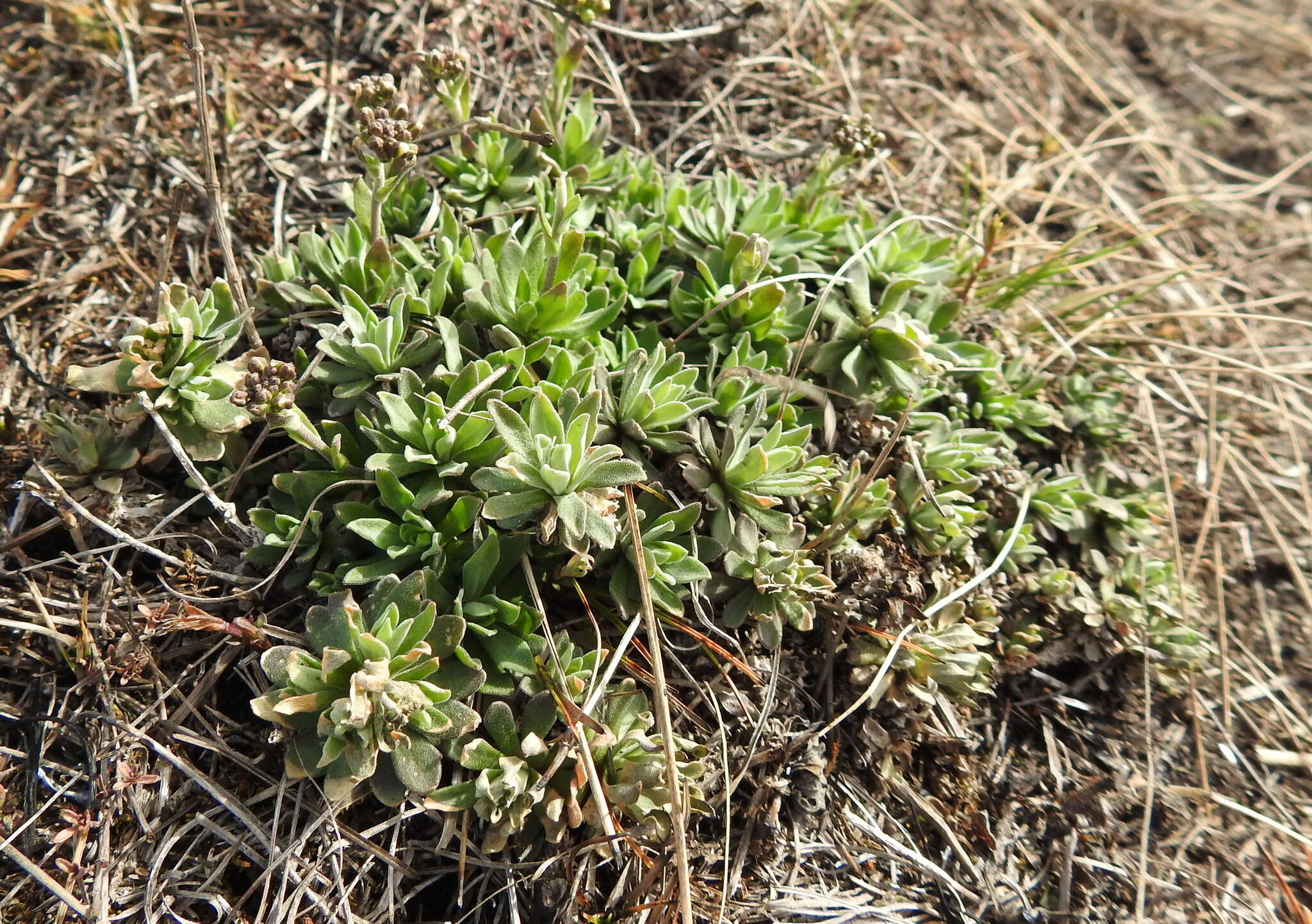 Image of Schivereckia podolica (Besser) Andrz.