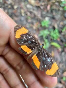 Image of Stalachtis euterpe (Linnaeus 1758)