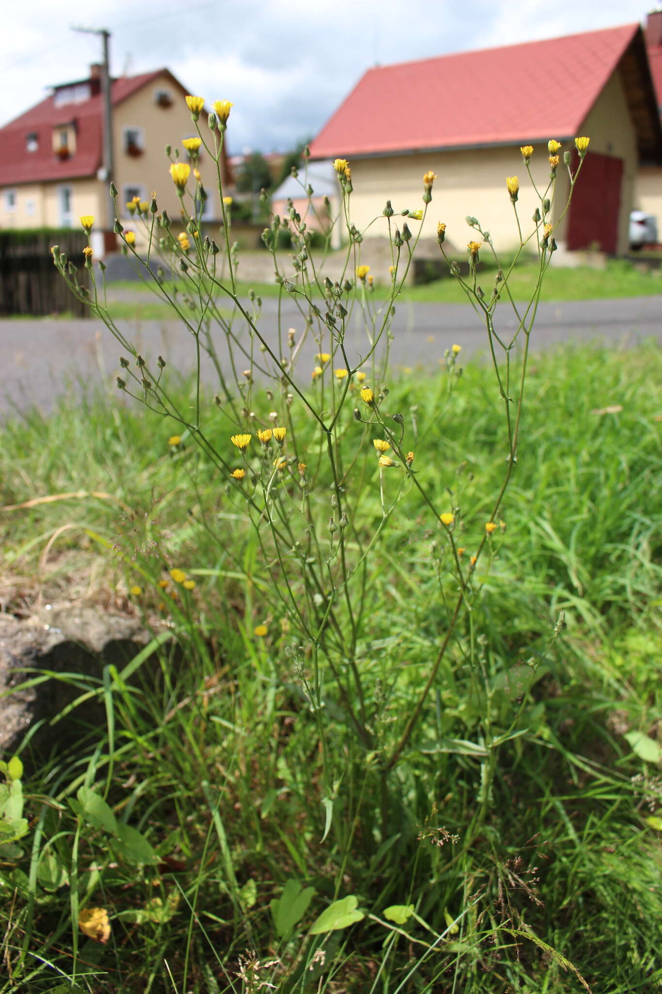 Image of smooth hawksbeard