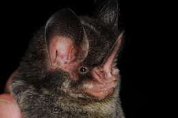 Image of Striped Hairy-nosed Bat