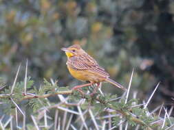 Image of Sharpe's Longclaw