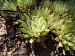 Слика од Haworthia reticulata (Haw.) Haw.