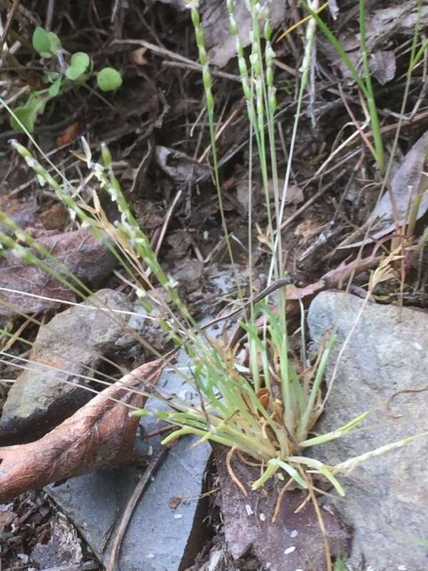 Image of early sand-grass