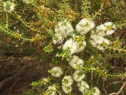 Plancia ëd Bembix vespiformis F. Smith 1856