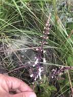 Image de Plectranthus rubropunctatus Codd