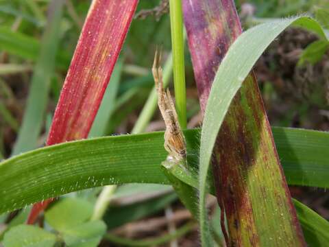 Image of Uloborus walckenaerius Latreille 1806