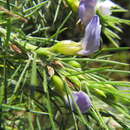 Image of Psoralea gigantea Dludlu, Muasya & C. H. Stirt.