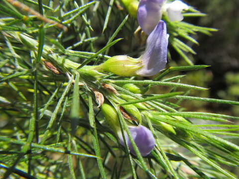 Image of Psoralea gigantea Dludlu, Muasya & C. H. Stirt.