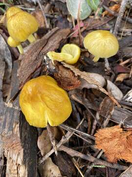 Image of Bolbitius titubans var. olivaceus (Quél.) Arnolds