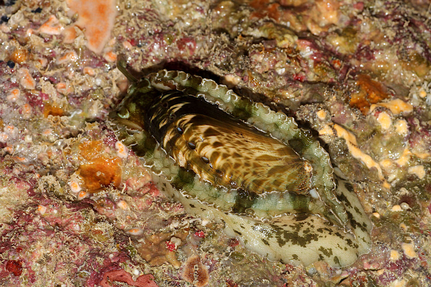 Image of Ass's ear abalone