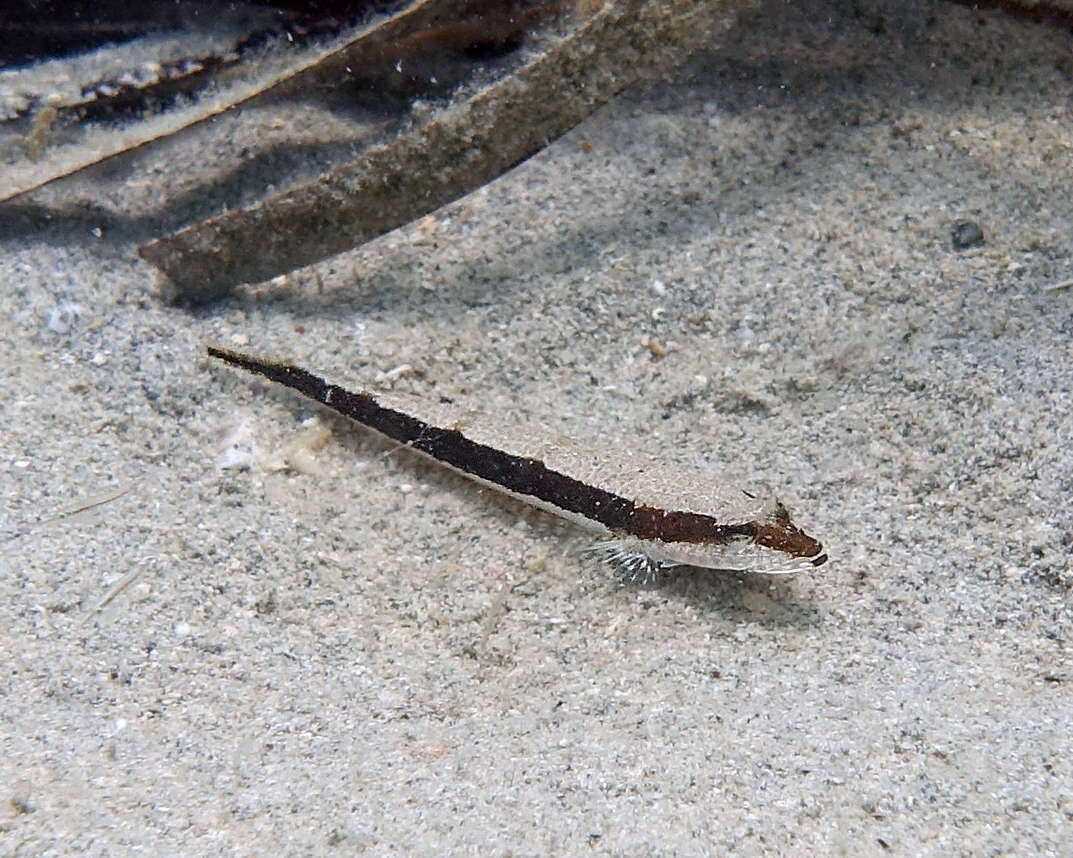 Image of Black flathead