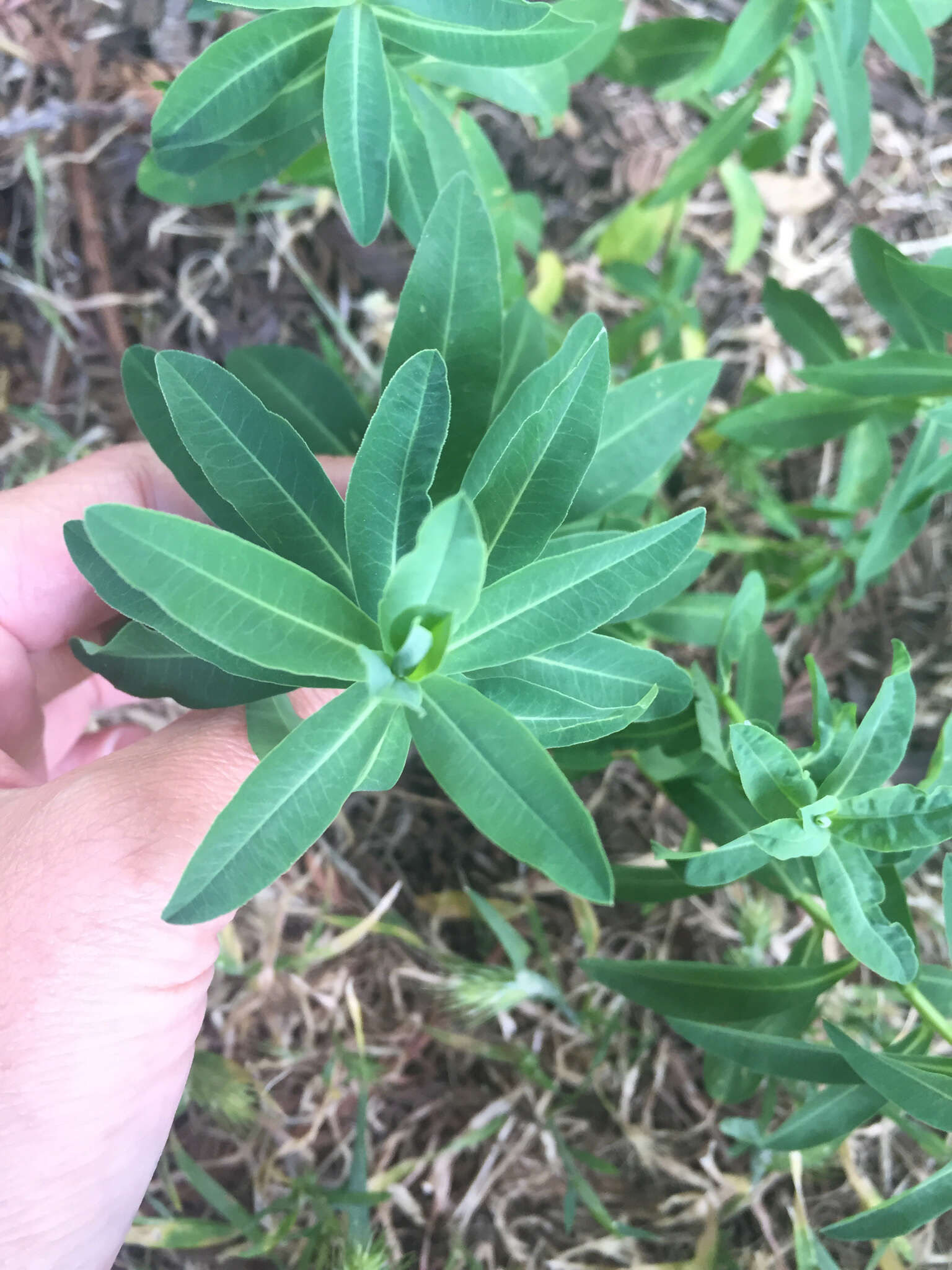 Euphorbia oblongata Griseb. resmi