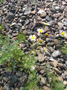 Plancia ëd Leucanthemum vulgare subsp. vulgare