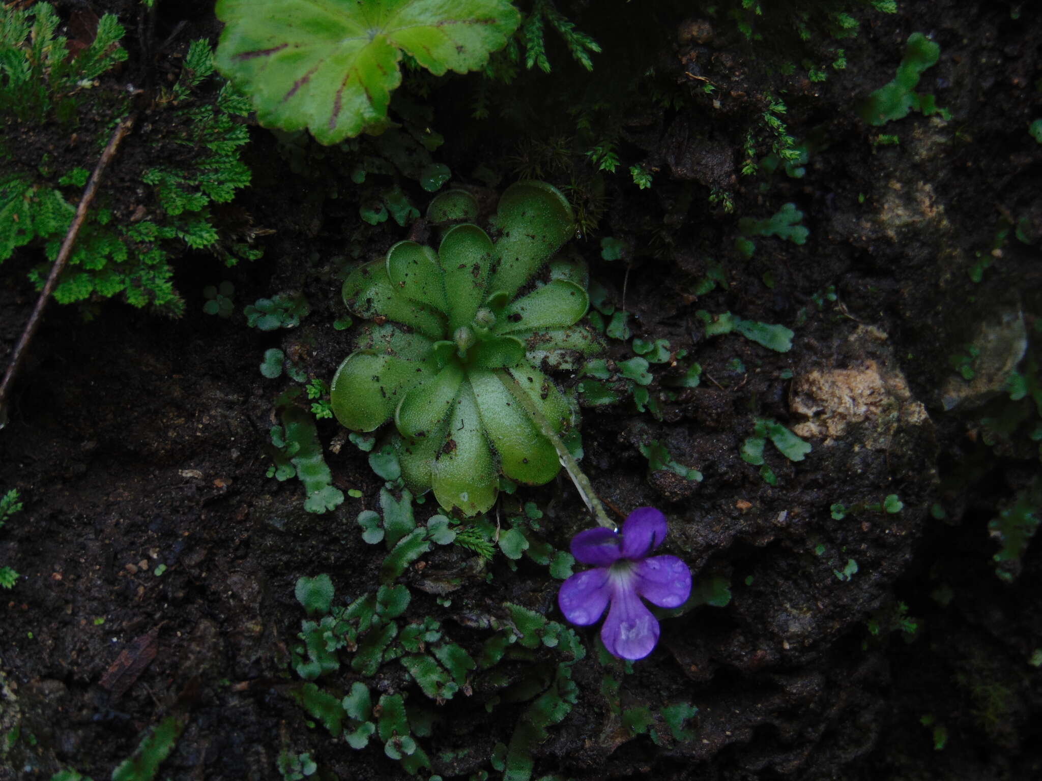 Image of Pinguicula cyclosecta Casper