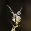 Image de Araneus pallasi (Thorell 1875)