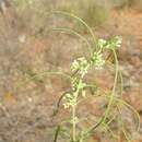 Gymnema erectum (F. Muell.) P. I. Forst.的圖片