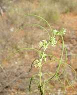 Image of Gymnema erectum (F. Muell.) P. I. Forst.