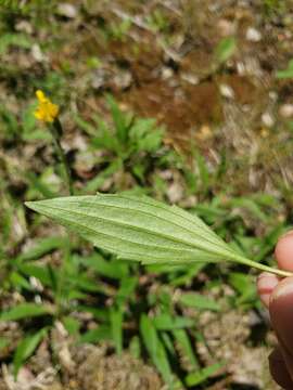 Image of longleaf arnica