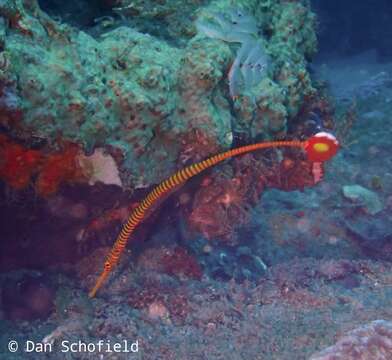 Image of Yellow banded pipefish