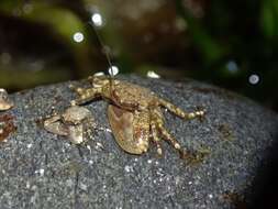 Image of flattop crab