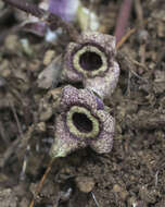 Image of Asarum nipponicum Maekawa