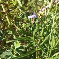 Image of Salvia filifolia Ramamoorthy