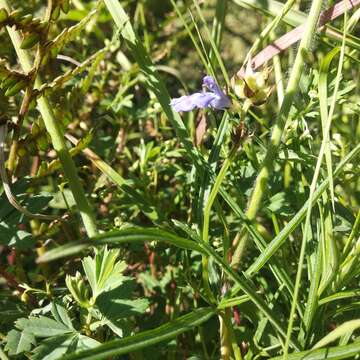 Image of Salvia filifolia Ramamoorthy