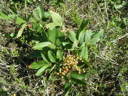 Image of Brazilian Peppertree