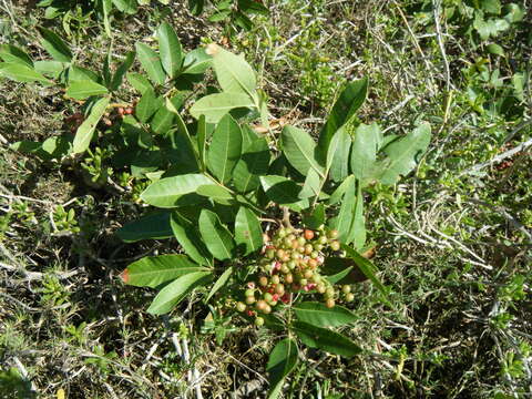 Image of Brazilian Peppertree