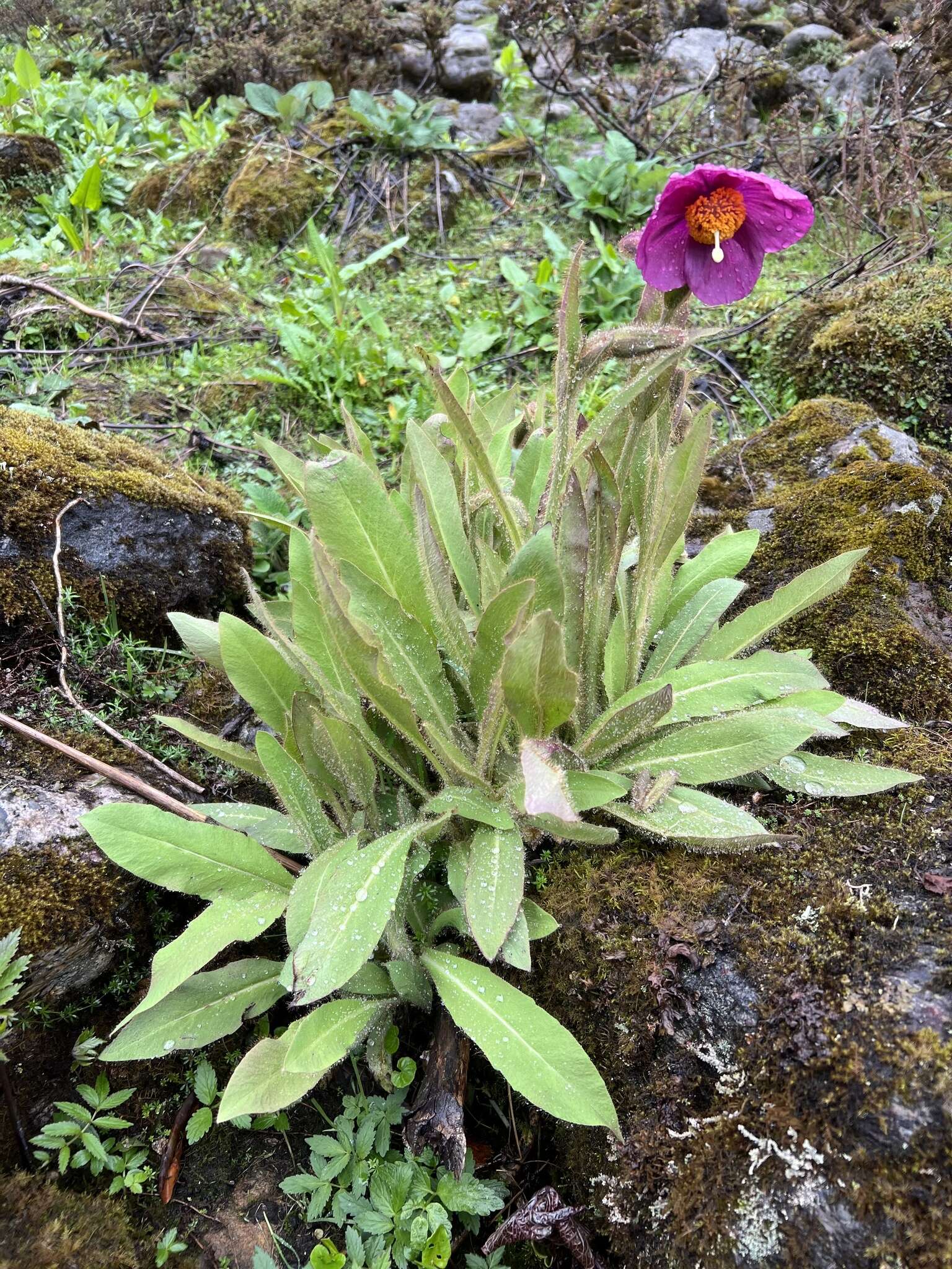 Image of Meconopsis grandis Prain