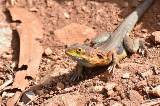 Ctenophorus decresii (Duméril & Bibron 1837) resmi