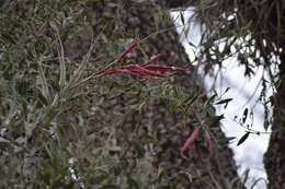 Image of Tillandsia lorentziana Griseb.