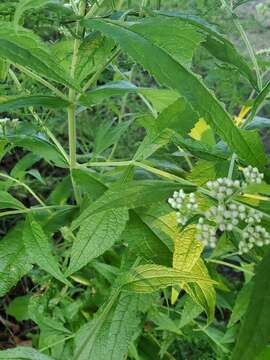 Image of thoroughwort