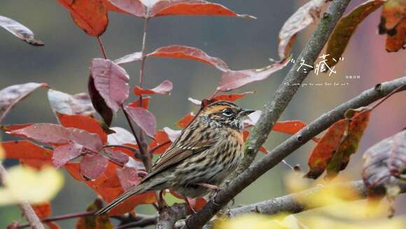 Image of Rufous-breasted Accentor