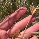 Image of Carex ecklonii Nees