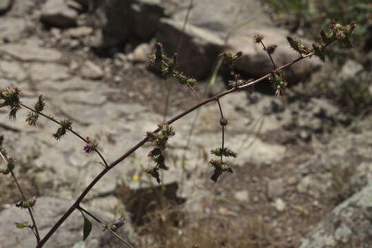 Plancia ëd Arctium umbrosum (Bunge) Kuntze