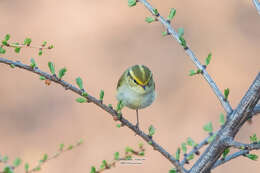 Image of Lemon-rumped Warbler