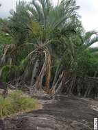 Image of Triangle palm