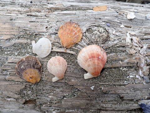 Image of Pacific pink scallop