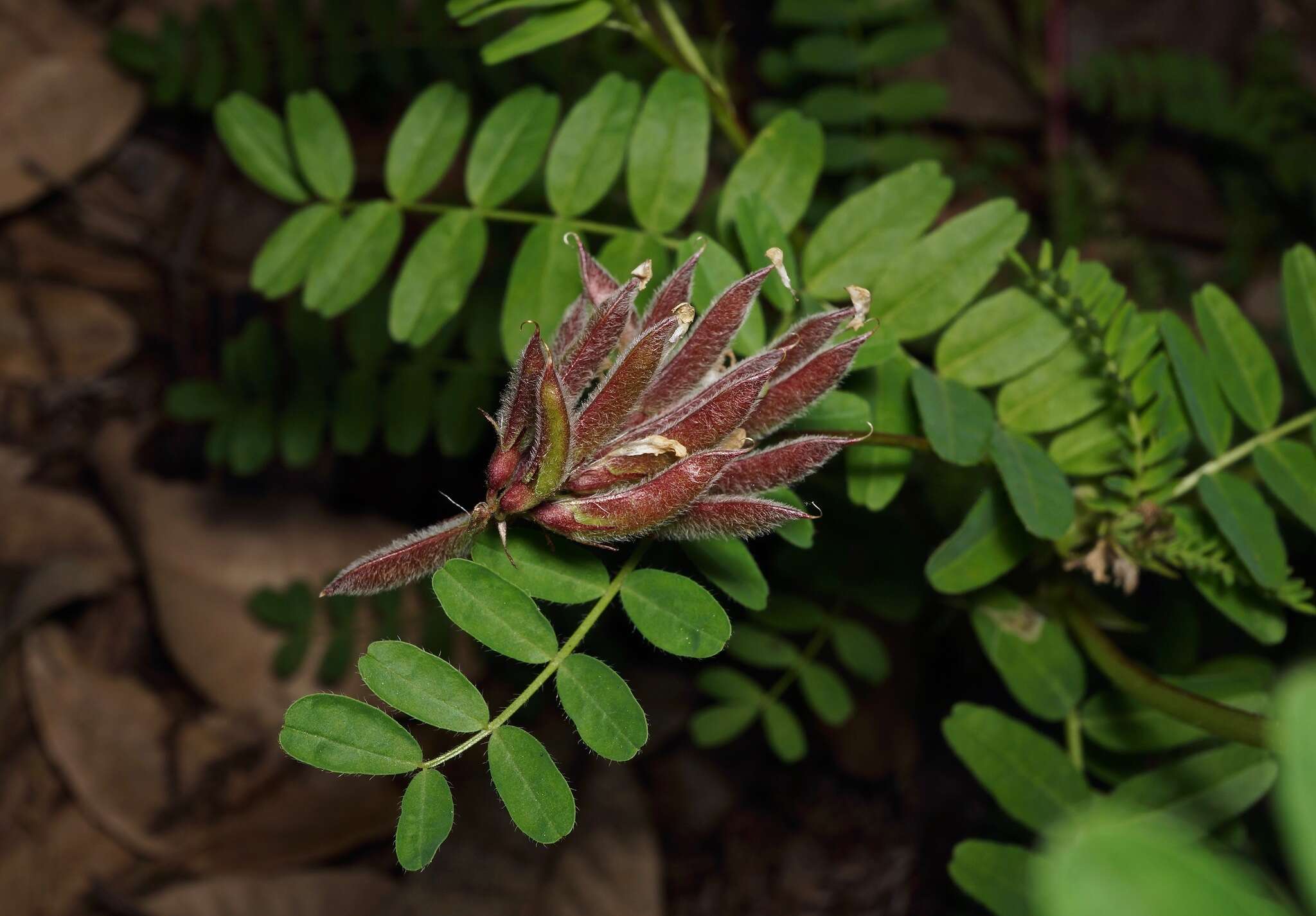 Image de Astragalus agnicidus Barneby