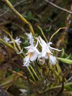 Imagem de Dendrobium longicornu Lindl.