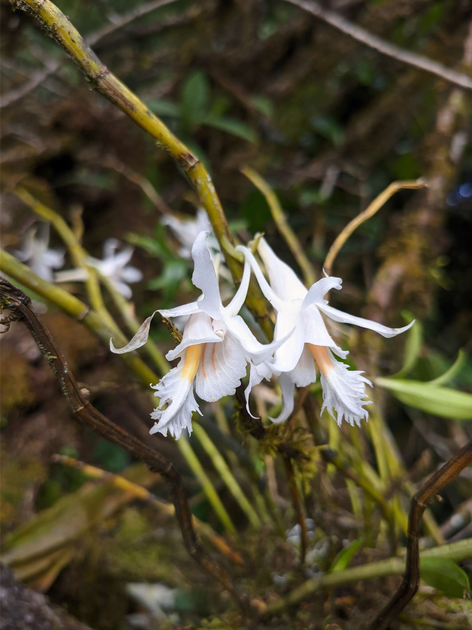 Imagem de Dendrobium longicornu Lindl.