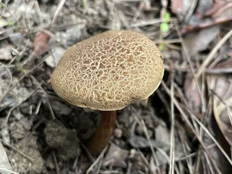 Image of Boletus nigromaculatus (Hongo) Har. Takah. 1992