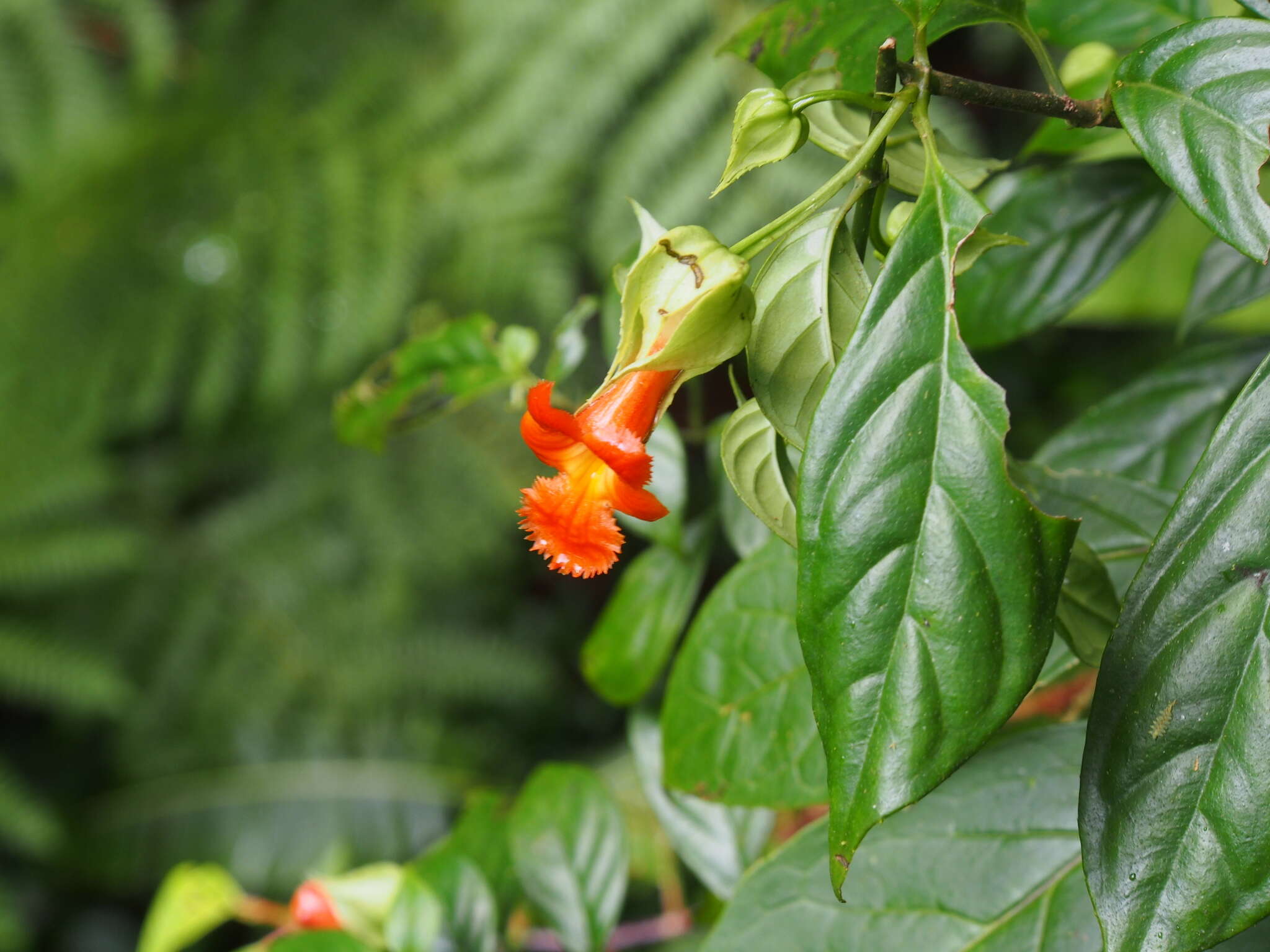 Image of Drymonia rubra C. V. Morton