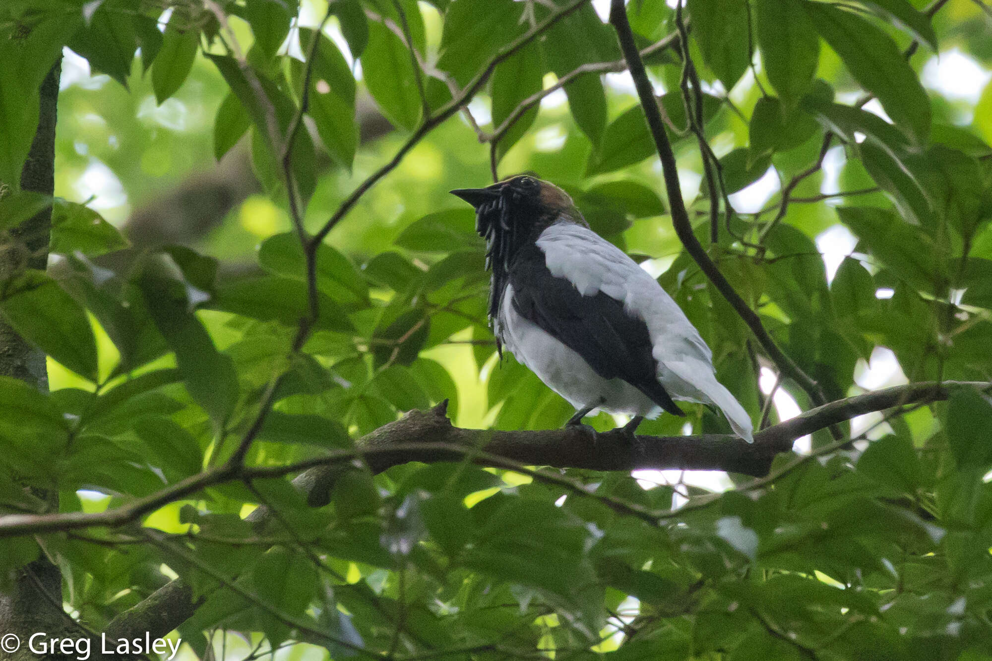 Image of Bearded Bellbird