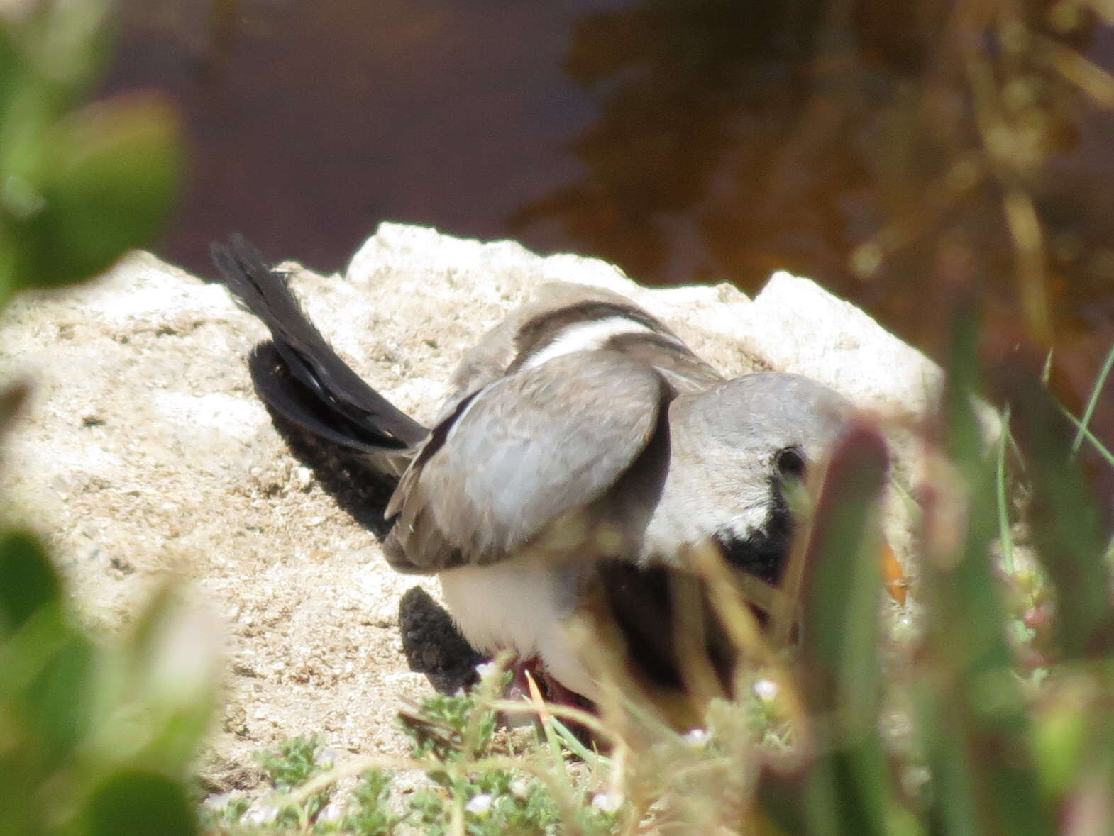 Image of Oena capensis capensis (Linnaeus 1766)